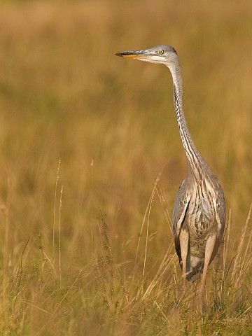 Graureiher Ardea cinerea 